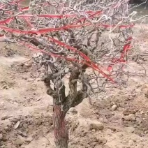 枣树盘龙枣果树5cm-25cm现号现挖基地量大需要咨询我