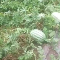 冠龙西瓜