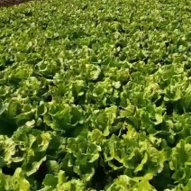 南通生菜意大利生菜品质保证量大从优整车代发