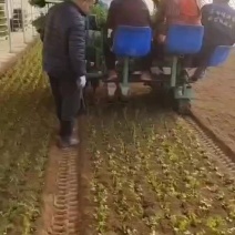 芹菜移栽机洋葱移栽机苗类移栽机