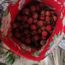 精品三月红荔枝，现摘现发，产地直发！