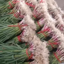 甘肃临洮红根蒜苗陆续上市需要的老板随时联系我