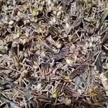 速冻蚂蚱，活体蚂蚱，去翅蚂蚱