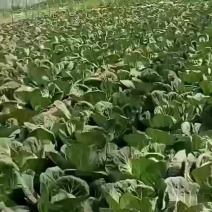 精品甘蓝上市中