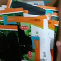冬瓜苗子，现在有货，铁心大冬瓜苗，质量杠杠滴