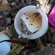 海南省白沙县野蜂蜜