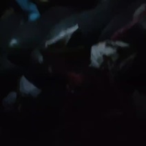 海南吊冬瓜