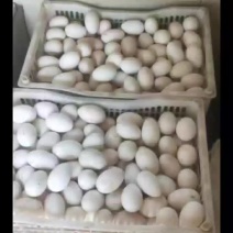 深州散养鹅蛋