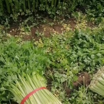 乐亭县芹菜蔬菜基地大量现货价格优惠