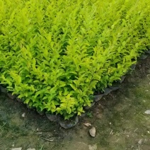 产地供应金冠女贞杯苗量大从优基地批发免费技术指导欢迎咨询