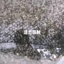 牛蛙苗，小四脚