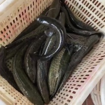 黑鱼精品安徽本地黑鱼，一斤到二斤标鱼，质量好，皮毛好