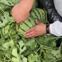 砀山西瓜基地，8424，美都，甜王大量上市，