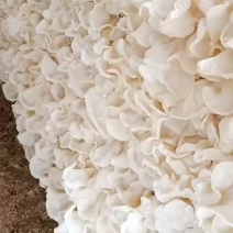 白木耳兔耳菌竹耳大白木耳木耳，单片大白木耳优质干货白木耳