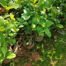 基地供应四季桂杯苗月月桂袋苗四季桂地苗四季桂芽苗量大从优