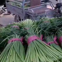 蒜苔红帽