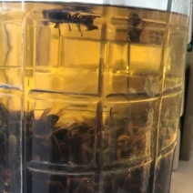 广西大头黑尾胡蜂酒
