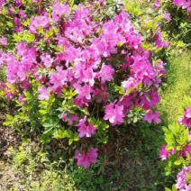 产地供应园林绿化花灌木精品杜鹃球杜鹃毛球春鹃精球量大从优