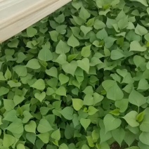 大量红薯苗