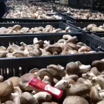 农户鲜香菇