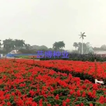 一串红一串蓝种子绿化耐旱耐寒四季可播