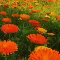 四季种易活开花夏播室内盆栽花卉夏季花种子夏天种花草