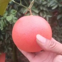 西柚