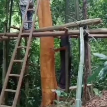 肉桂