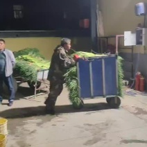 蒜苔上市中，欢迎来聊城大张，收购，可入库，发市场，均可，