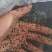 大量蛙苗，小蝌蚪，小四脚，量大价优欢迎详谈