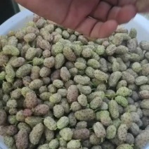 鲜桑葚.新鲜桑葚.鲜桑葚基地诚寻加工商供应商