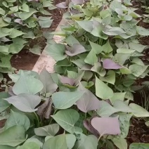 禹州【红薯苗】烟薯苗大量上市价格可谈坏苗包赔