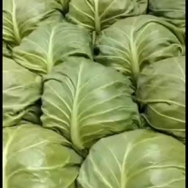 【推荐】大量供应精品中甘21甘蓝精品1~2公斤