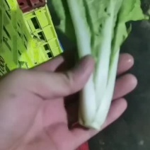 精品快菜，小白菜产地直销中，货源充足，品质保证