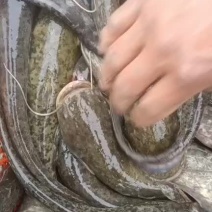 卖土鲶鱼