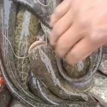 土鲶鱼