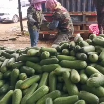 吊毛节瓜大量上市