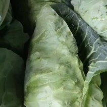需要牛牛的欢迎骚扰