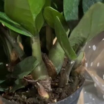 金钱树盆栽植物室内客厅钱串子四季常青办公室大盆绿植招财树