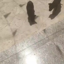德国牧羊犬莱州红犬马犬