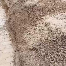 常年出售平菇榆黄蘑出菇菌包