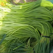 代收精品蒜苔