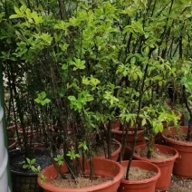 吊钟花，植物界的爱马仕