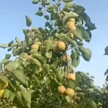 运城大田金太阳杏即将上市，个头大颜色好看，口感很好。