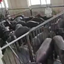 黑猪临沂仔猪交易市场，三元仔猪苗，长得快抗病力强防疫全