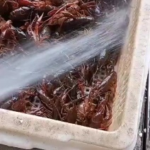 小龙虾批发
