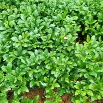 产地供应枳壳芽苗枸橘芽苗酸柚芽苗籽播枳壳苗根系好量大从优