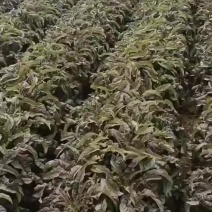 红笋上市需要的联系