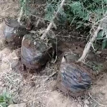 侧柏15X13的杯苗，移植成活率高，适应全国各地栽培