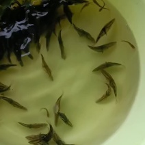 鳜鱼